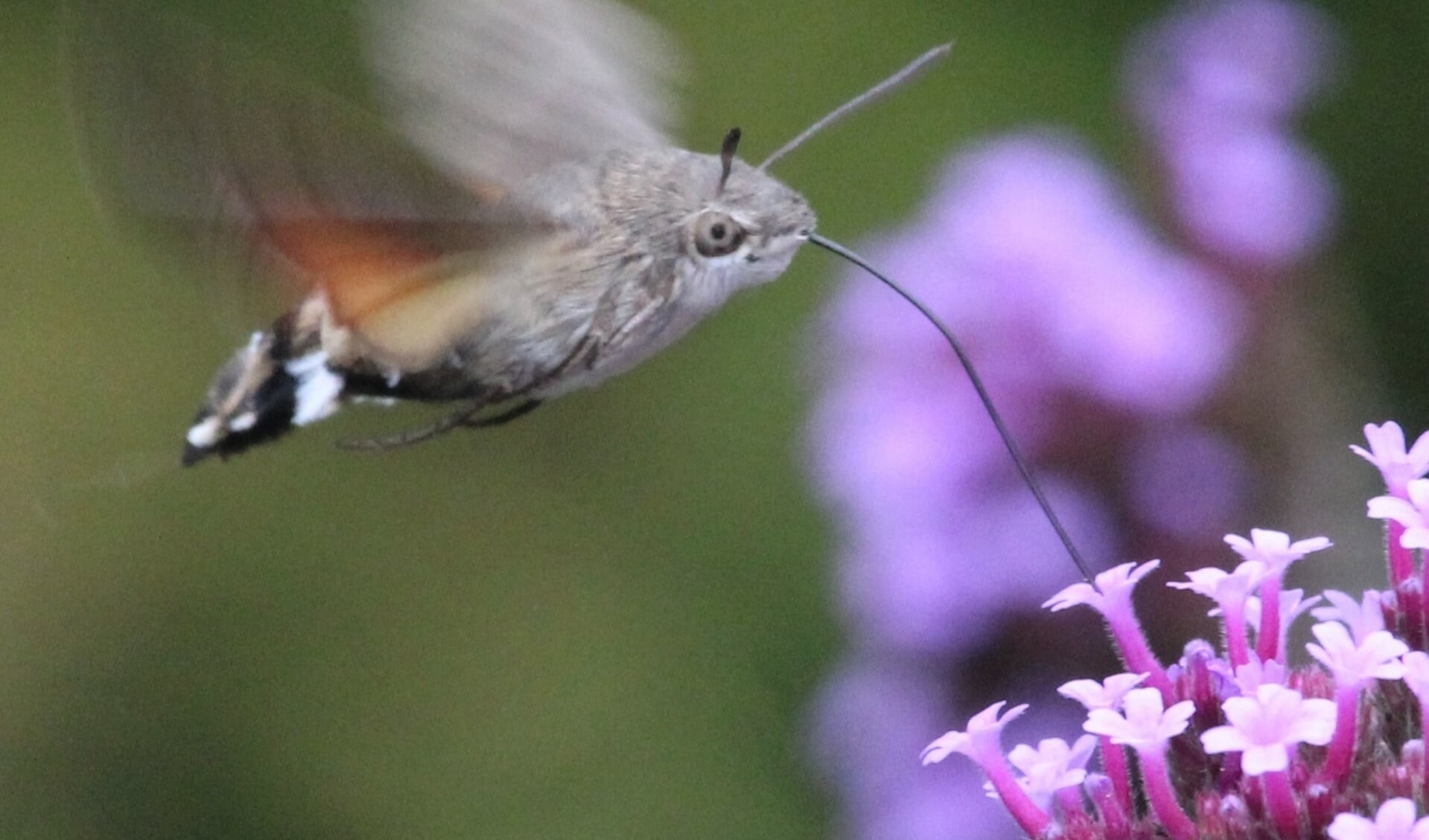 12 september. De kolibrievlinder nectar tankend bij een ijzerhardbloemetje. (foto: Henk van der Kooij)