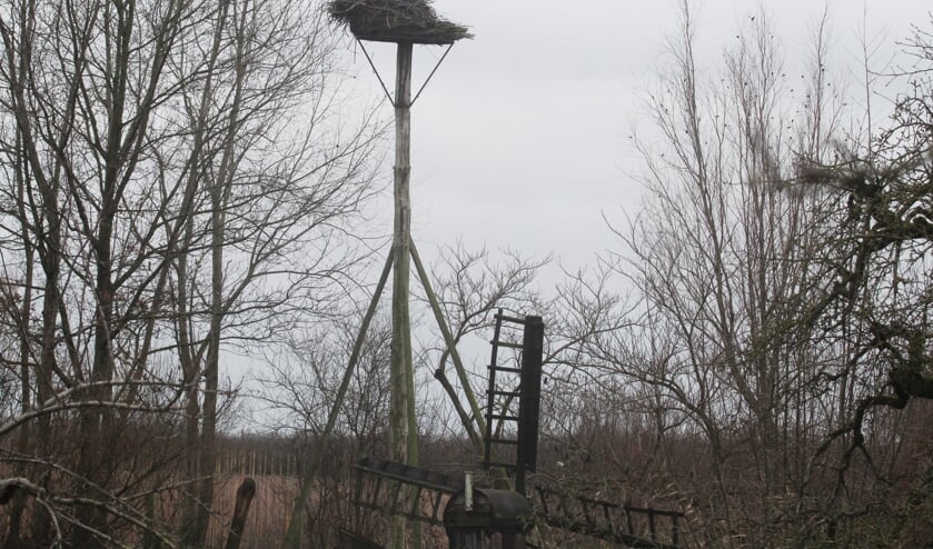 <p>4 januari. Hangooievaars bezetten het paalnest aan de Beemdsestraat bij LIenden. (foto: Henk van der Kooij)</p>