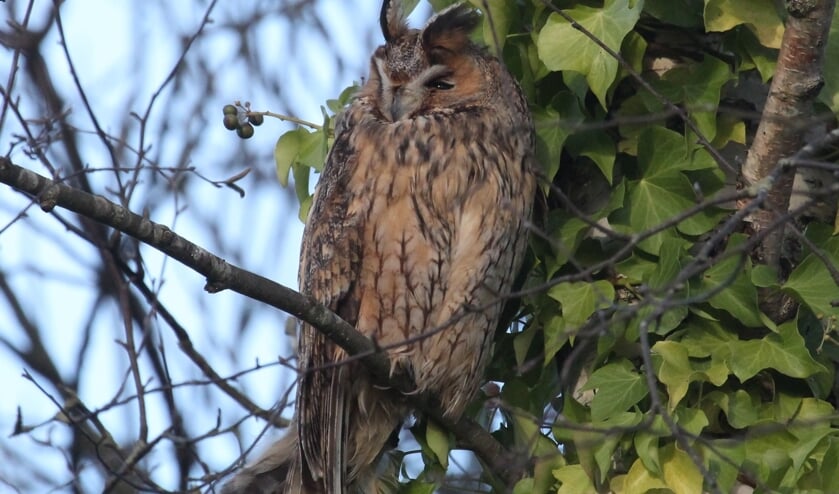 <p>12 januari. Wageningen. Een van de zes Ransuilen in met Klimop begroeide Berk langs de Oordensteeg. Oranjegele ogen niet te zien daar ze toegeknepen zijn. (foto: Henk van der Kooij)</p>