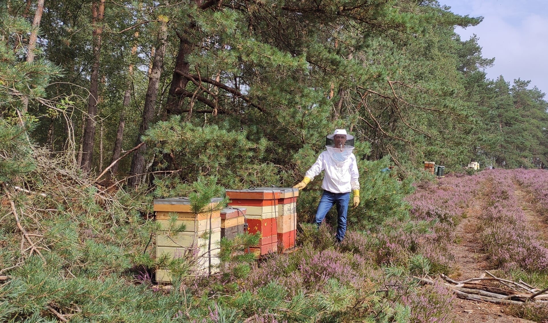 Bijen kasten op de heide. (foto: Rob Moret)