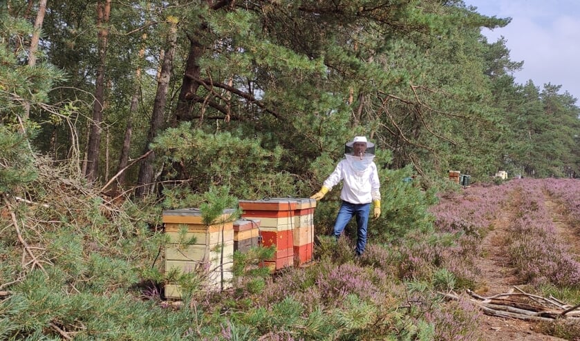 <p>Bijen kasten op de heide. (foto: Rob Moret)</p>