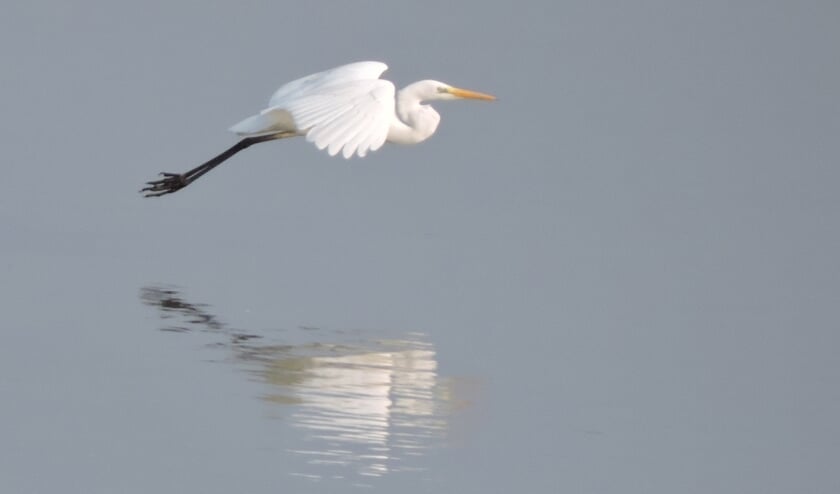 <p>Reiger. (foto: Gijsbert Peelen SLN)</p>