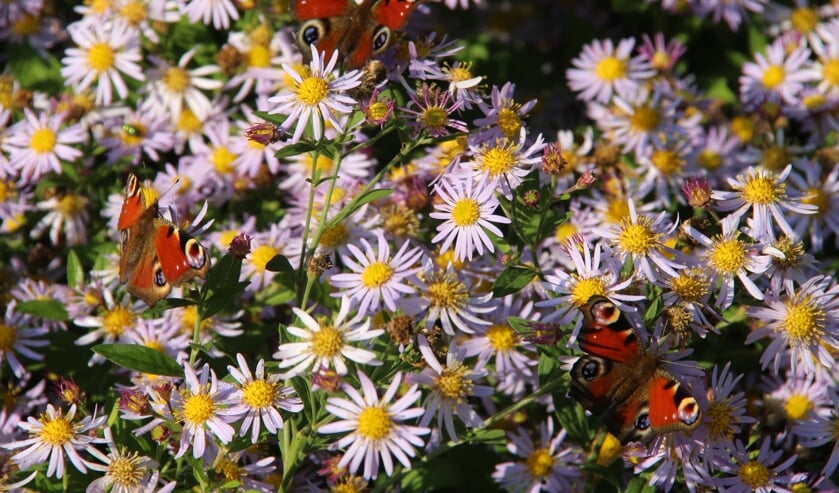 <p>9 oktober Kesteren. Elf dagpauwogen staren u al nectar verzamelend uit herfstasterbloemen aan.</p>