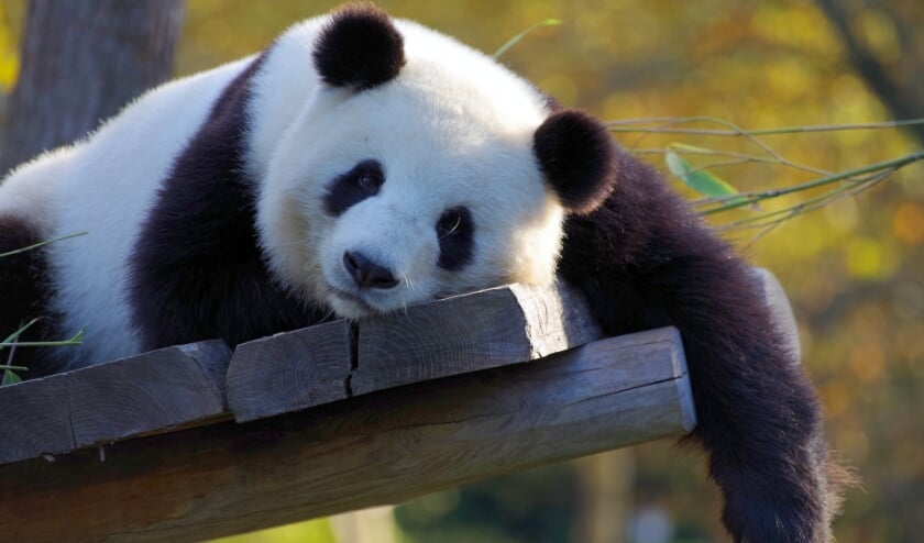 <p>Dag van de Mantelzorg 2021: bezoek aan Ouwehands Dierenpark.</p>