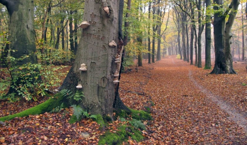 <p>Herfst.</p>