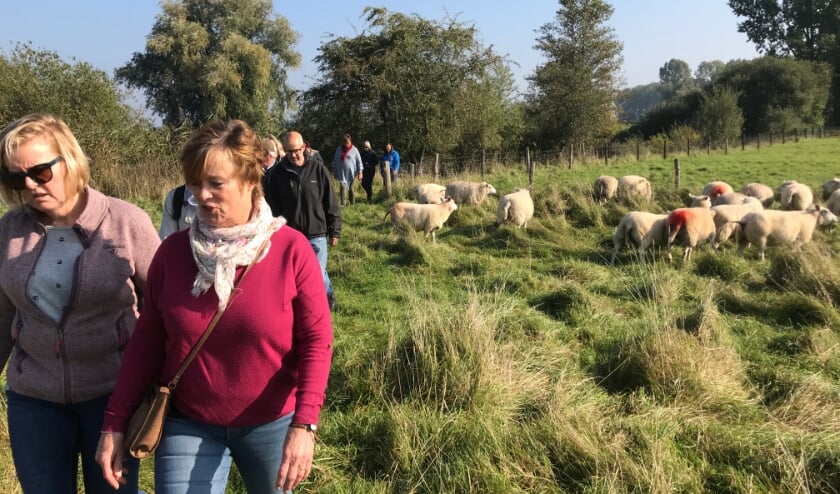 <p>Klompenpad passeert ook de grazende schapen. (foto: JvdS)</p>
