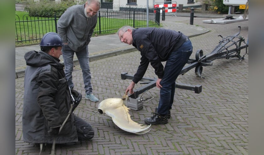 <p> Het 400 kilo en halve haan naar onderen getakeld. </p>