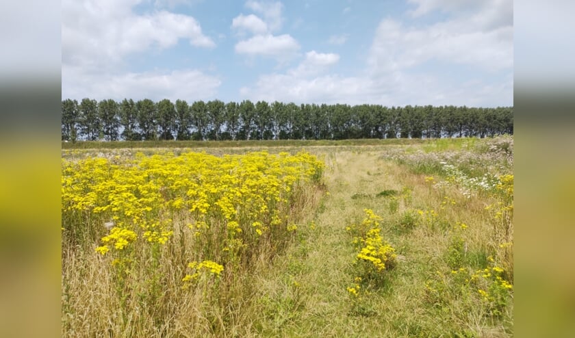 <p>Plaksche veld. (foto: Tonny Berns)</p>