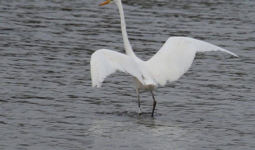 <p>8 nov. 2021. Een voedselzoekende Litouwense Grote Zilverreiger bij Ochten. Let op de ring op het linker scheenbeen. </p>