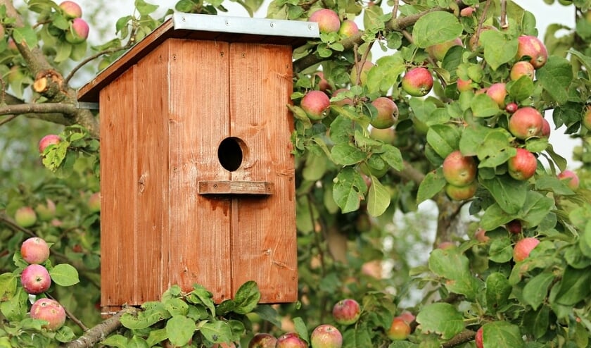 <p>Ik hang graag een huisje in uw boom! </p>