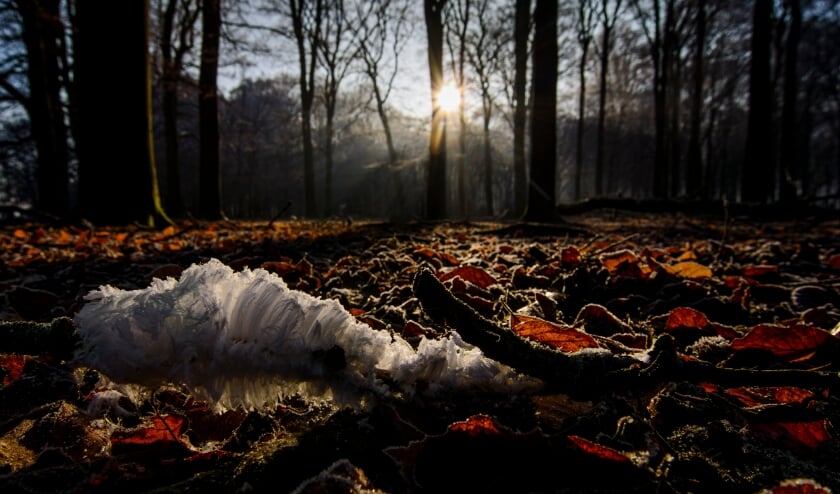 <p>IJshaar. (oto: Jeroen van Wijk voor Geldersch Landschap & Kasteelen)</p>