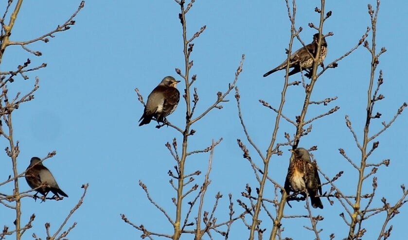 <p>21 dec. 2021 Heerlijk tsjakkerende Kramsvogels in populier langs de Rijnbandijk. </p>