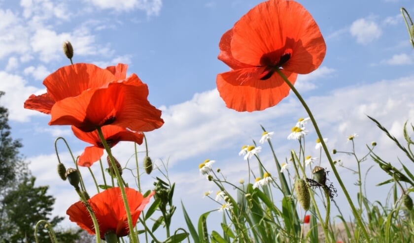 <p>Poppy flowers. (foto: Ulleo via PIxabay)</p>