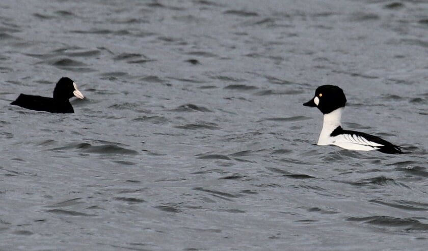 <p>29 januari. Maneswaard Opheusden. Meerkoet en mannetje Brilduiker: zouden ze oog hebben voor elkaar of elkaar links laten liggen? (foto: Henk van der Kooij)</p>