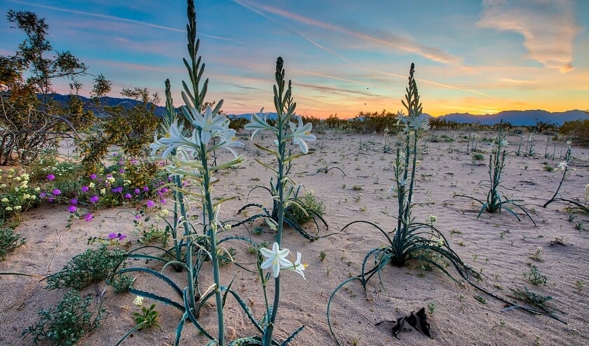 <p>flowers in the desert. (stockfoto)</p>