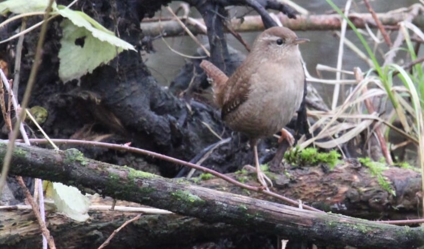 <p>18 januari. Marspolder. Een parmantige Winterkoning gespot tussen de boomstammen door. (foto: Henk van der Kooij)</p>