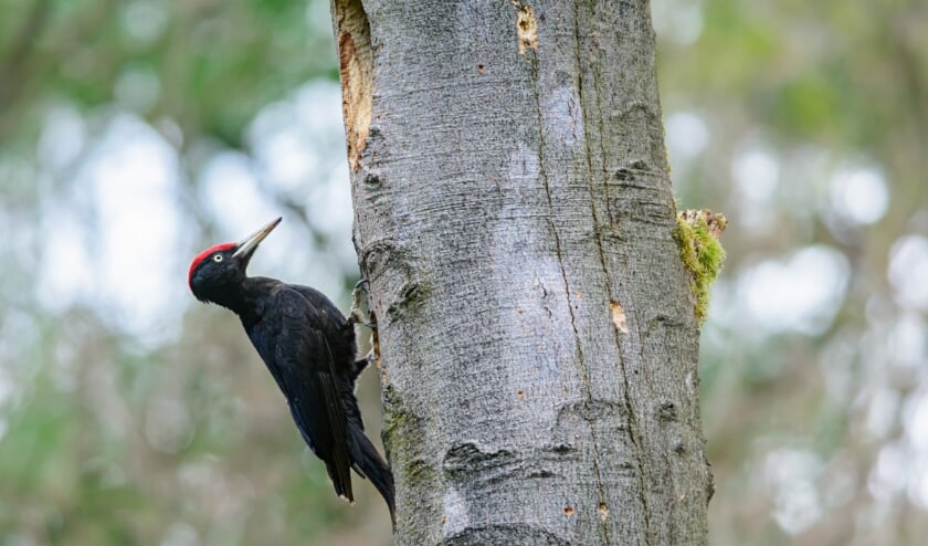 <p>Mannelijke zwarte specht, te herkennen aan zijn rode ‘petje’, bij een vers uitgehakte nestholte. (foto: Jeroen van Wijk, Geldersch Landschap & Kasteelen)</p>