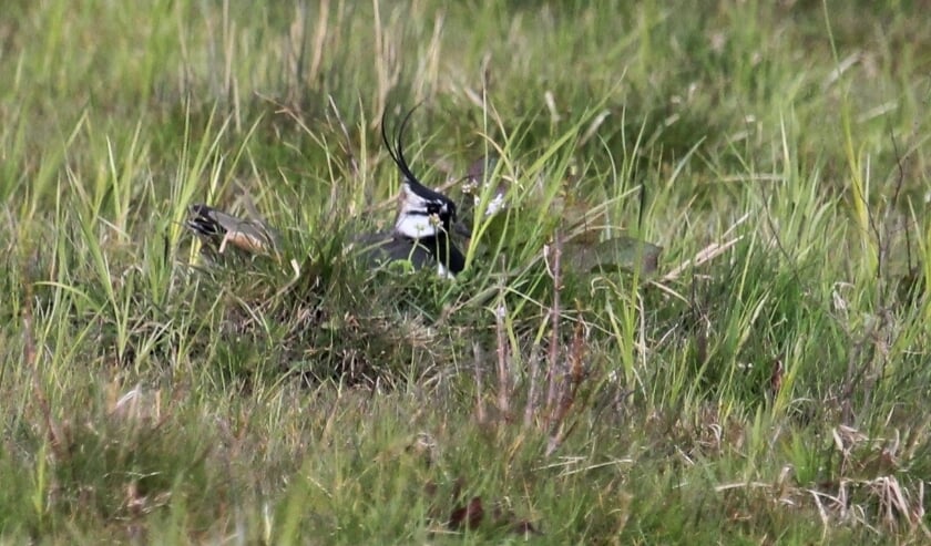 <p>15 april Tollewaard. Broedende Kievit in kruidenrijk grasland. Staat de kuif recht overeind daar de vogel mij ziet? (foto: Henk van der Kooij)</p>