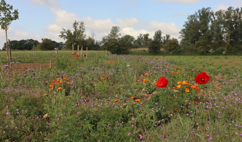 <p>Een bloemenrand speciaal voor bijen. (foto: Vivian van der Torren)</p>