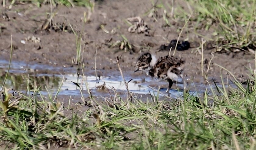 <p>23 april De Tollewaard. Kievit-ukkie op zoek naar voedsel in een onbekende wereld. (foto: Henk van der Kooij)</p>