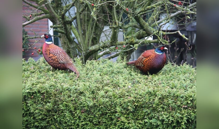 <p>9 januari 2012 De fazantenhanen Bassie en Adriaan op hun slaapplaats voordat de nacht inviel. (foto: Henk van der Kooij)</p>