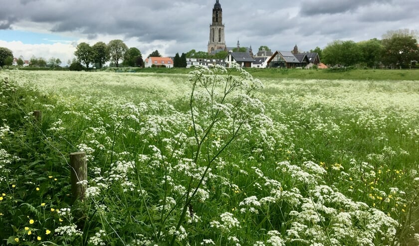 <p>Hoe mooi kan het zijn op tweede Pinksterdag 2021? Zicht op de Cunera kerk met Fluitekruid alom! (foto: Francis IJsseldijk)</p>