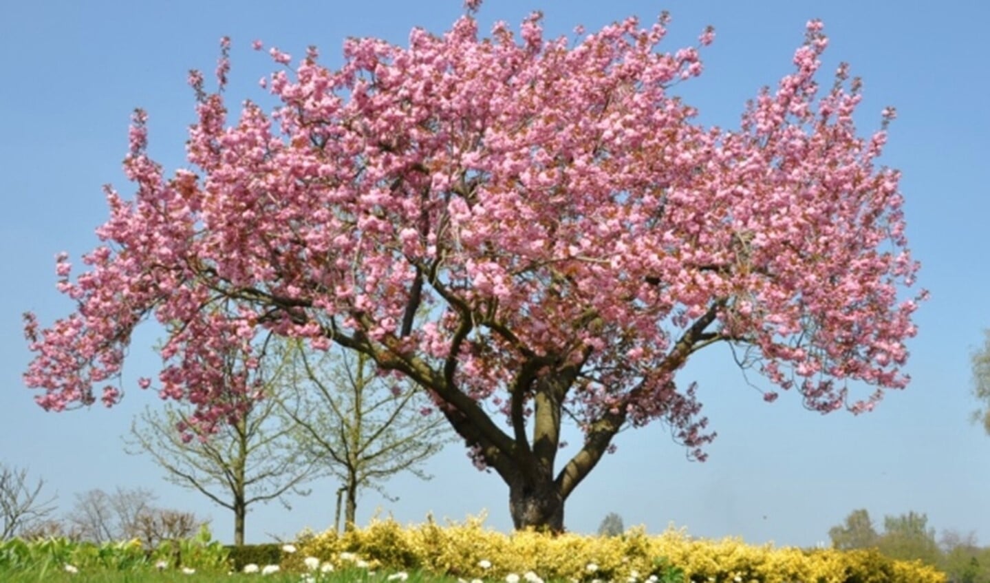 Voordelen Zelfbestuivende Kersenbomen - Arnhemse Koerier