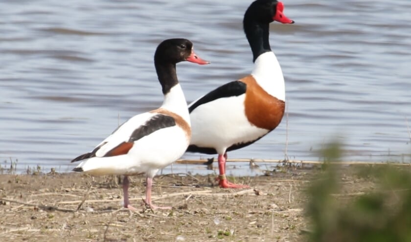 <p>24 april. Een paar Bergeenden in de Buitenpolder bij Ochten: 'Zullen we hier een broedplekje kunnen vinden?' (foto: Henk van der Kooij)</p>