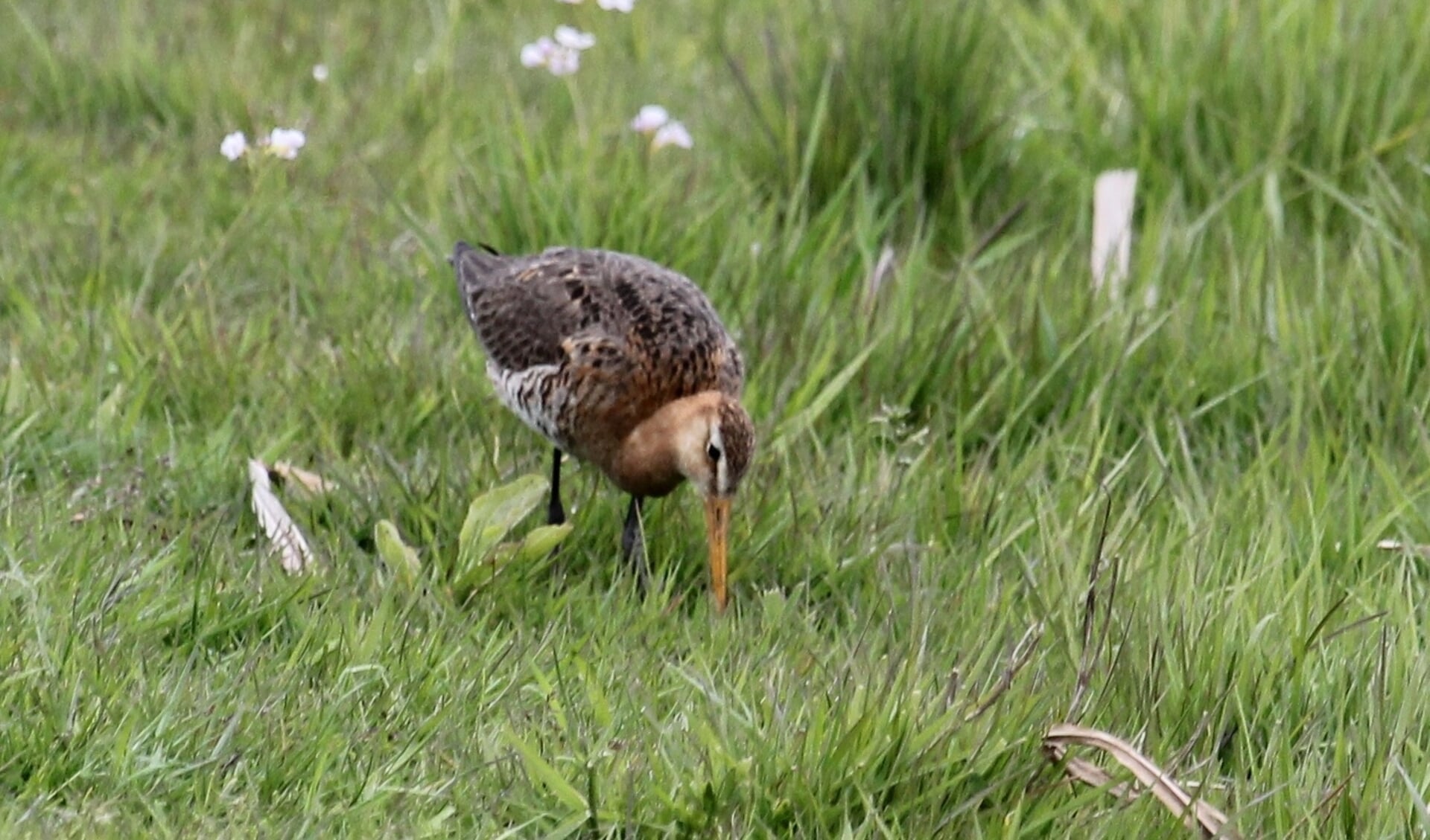 Links het beeld de Verrekijker. Rechts een naar voedsel borende Grutto in het weidevogelgebied het Eldikse Veld. (foto: Henk van der Kooij)