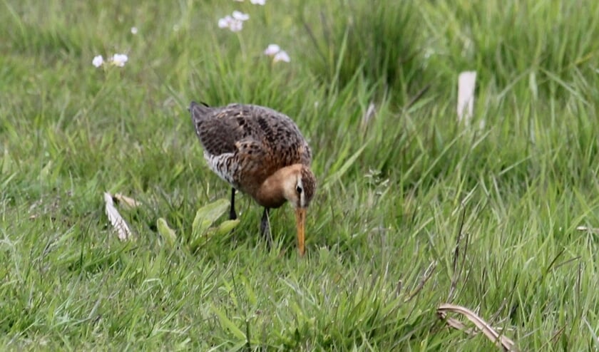 <p>Links het beeld de Verrekijker. Rechts een naar voedsel borende Grutto in het weidevogelgebied het Eldikse Veld. (foto: Henk van der Kooij)</p>