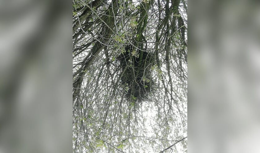 <p>Eksternest. (foto: Sandra Brookman-Bak)</p>
