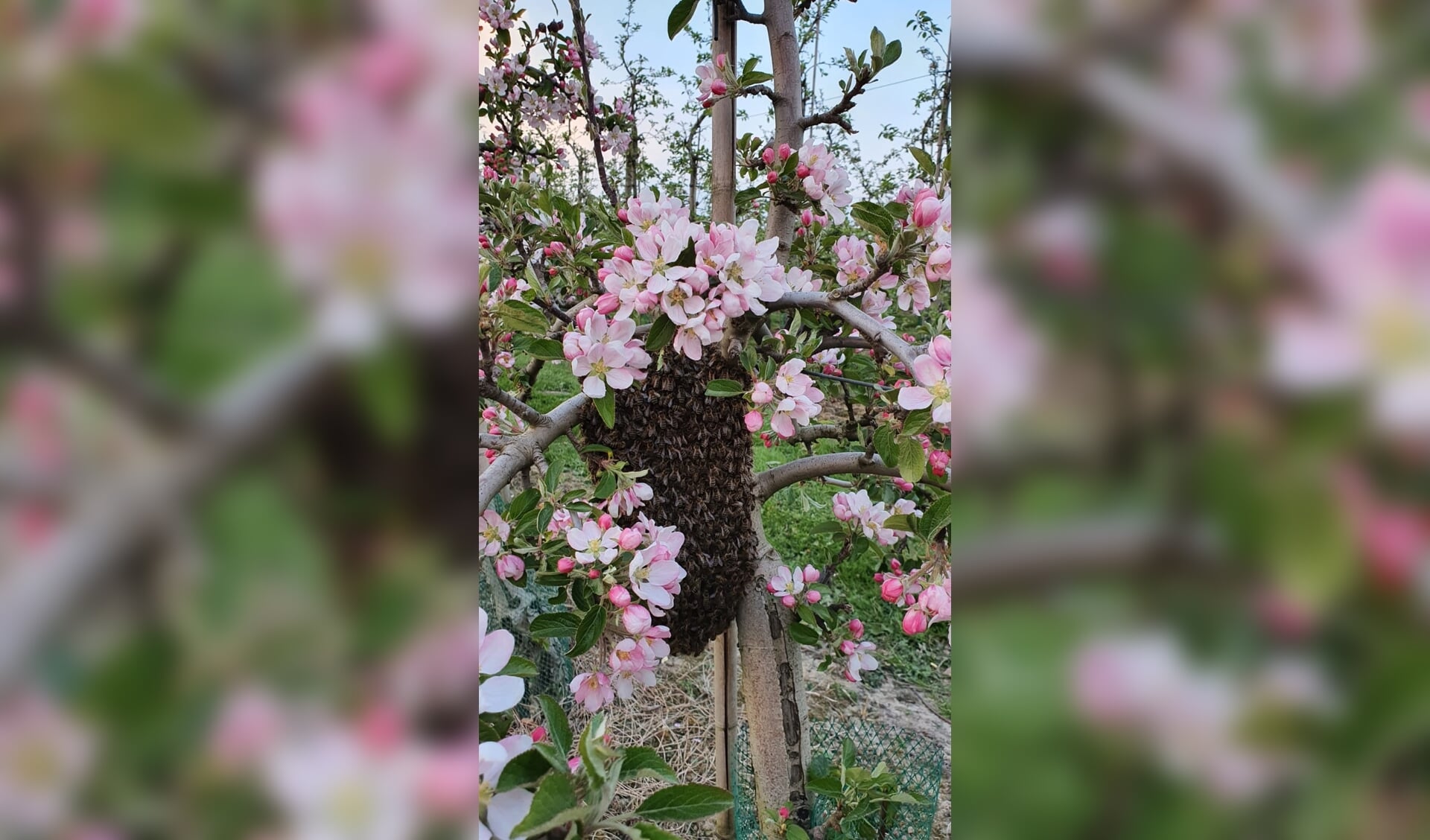 Zwerm bijen is uitgevlogen. (foto: Robert van der Hoef)