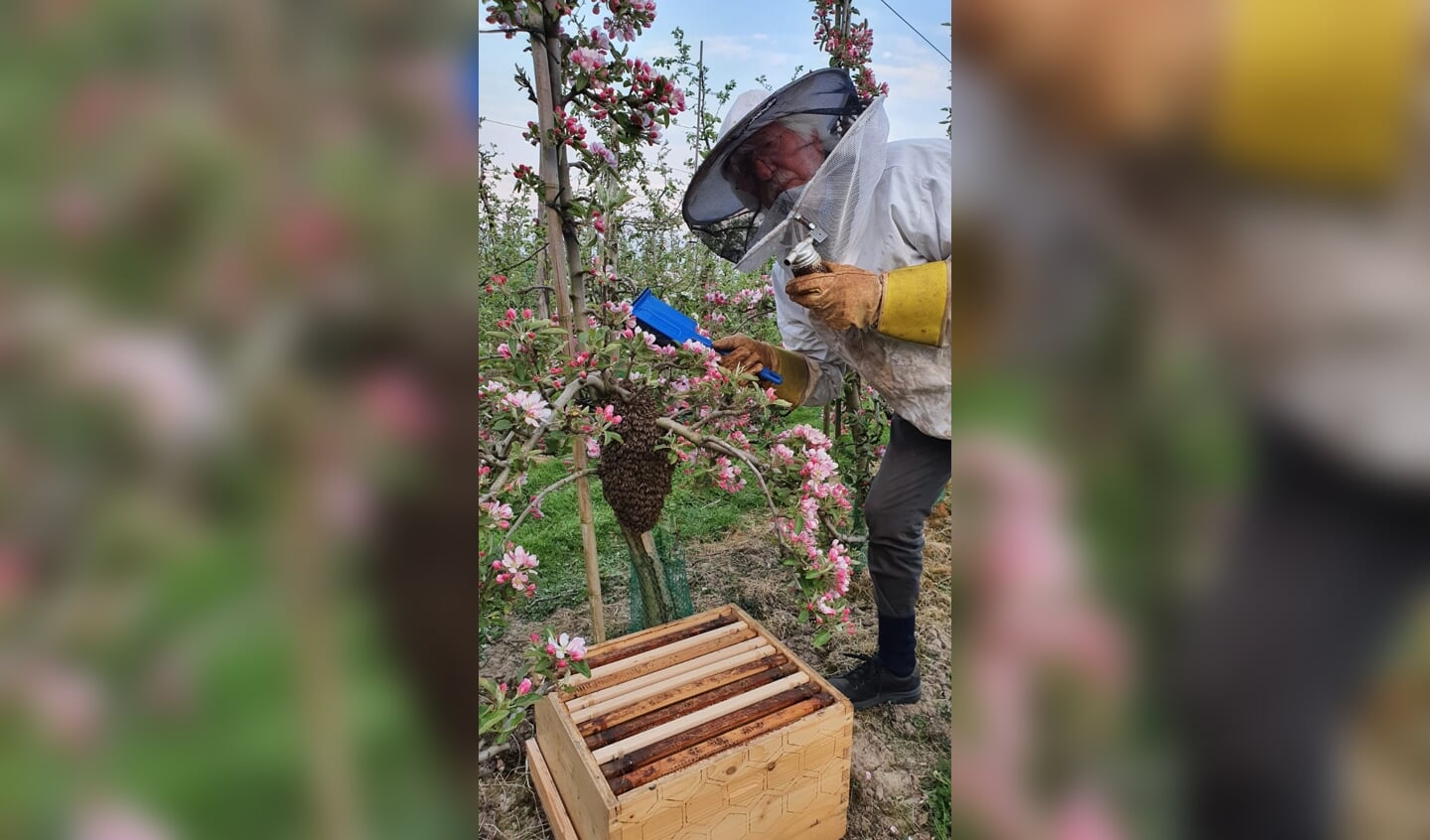 Voorzitter Rob Moret van 'Om en BIJ Rhenen' schept zwerm bijen. (foto: Robert van der Hoef)