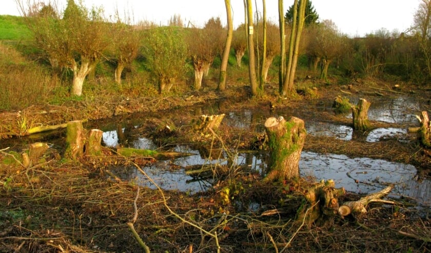 <p>Het opgeknapte rabattenbosje. (Foto: PR)<br><br></p>