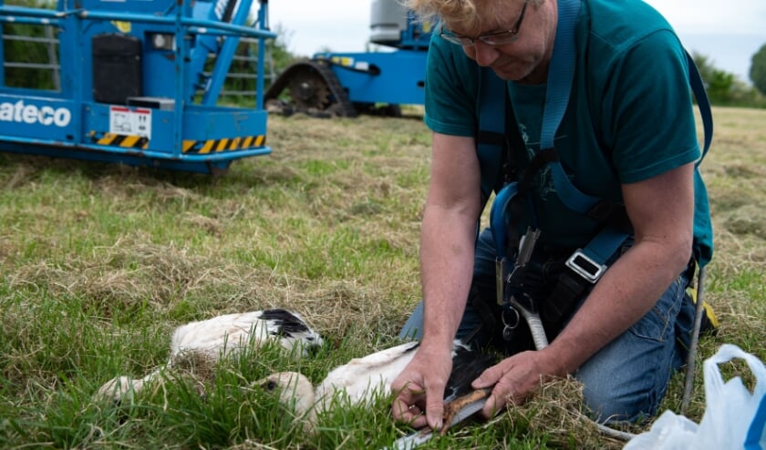 <p>Jeroen Kuipers van de stichting Ooievaars Research & Knowhow meet de pootlengte van een jonge ooievaar. (foto: Suzan)</p>