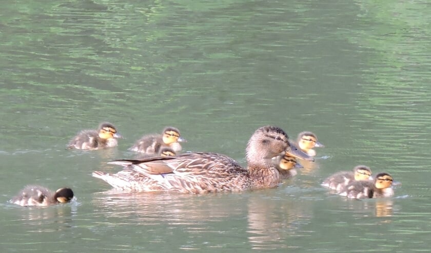 <p>Eend met acht kleine eendjes. (foto: Gijsbert Peelen SLN)</p>