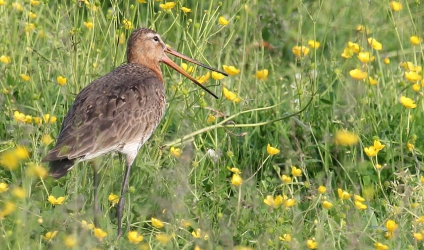 <p>9 jun.i Ik heb het hier in het Eldiksche Veld goed naar mijn zin en laat daarom graag mijn grutto-roep horen. (foto: Henk van der Kooij)</p>