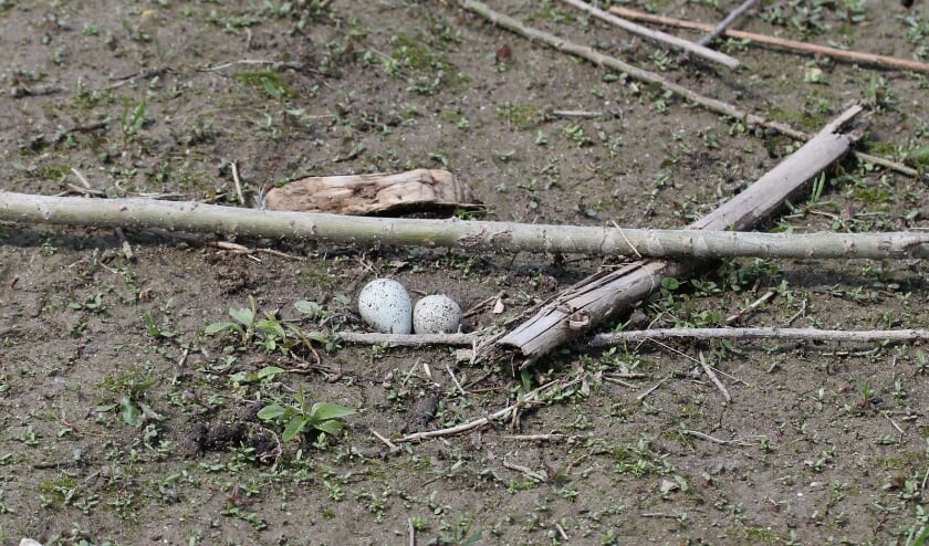 <p>18 mei 2021. Stil leven: nest van de Kleine Plevier in de Buitenpolder bij Ochten. (foto: Henk van der Kooij)</p>