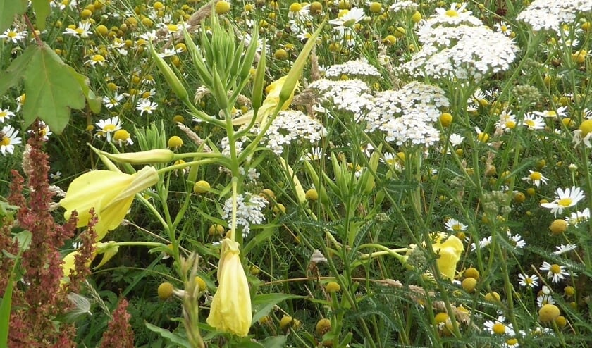<p>Eetbare wilde bloemen. (foto: Margreet Jellema)</p>