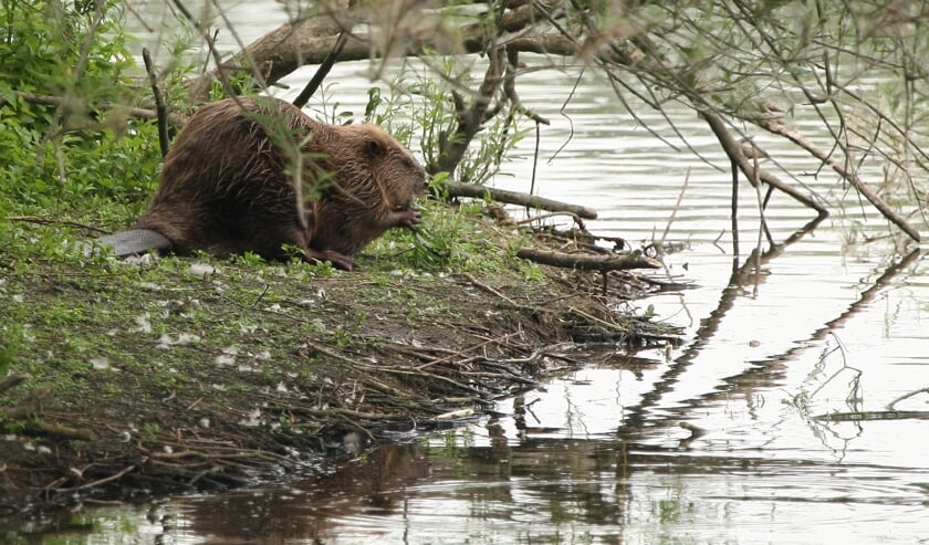 <p>Bever in actie. (foto: Stichting Lingewaard Natuurlijk)</p>