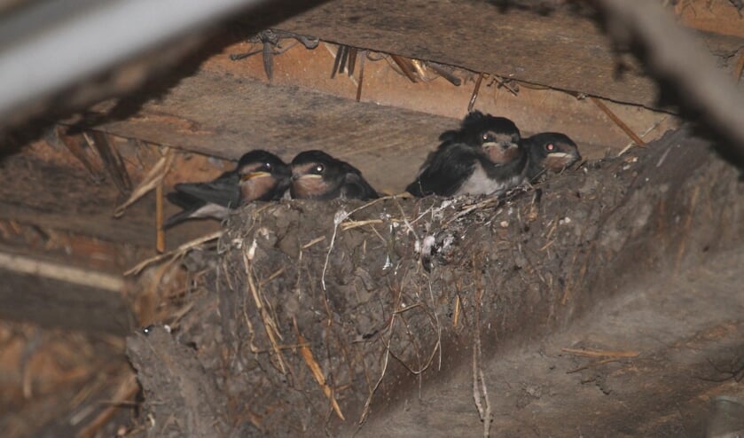 <p>3 juli Lienden. Het kunstig nest van de Boerenzwaluw met vier prachtige, bijna vliegvlugge jongen. (foto: Henk Van Der Kooij)</p>