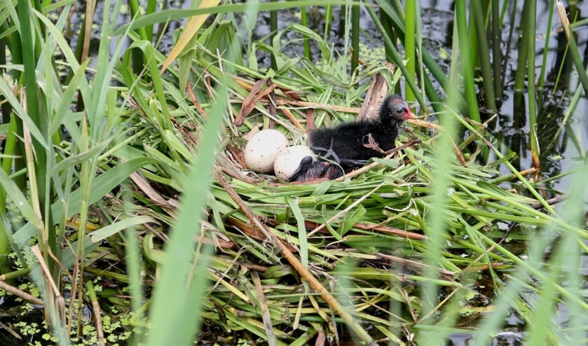 <p>2 juli Tielsestraat. Nest Waterhoen met een verrassende variatie aan inhoud. (foto: Henk van der Kooij)</p>