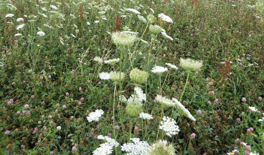 <p>Peen, in het wild.</p>
