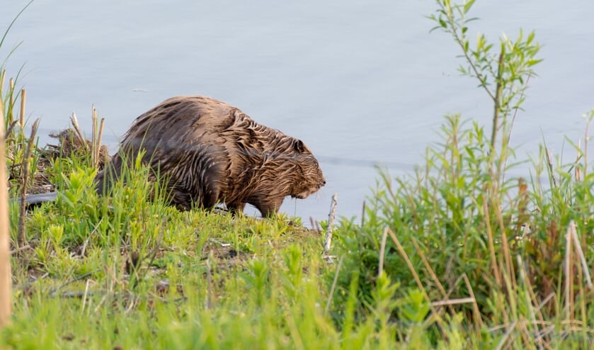 <p>Bever. (foto: Herman Hendriks)</p>
