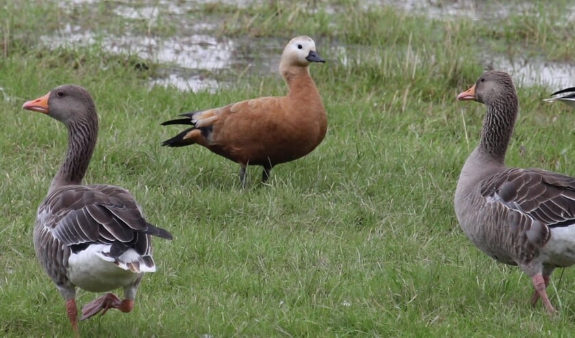 <p>27 juli Lienden. Een vrij zeldzame roestbruine halfgans, geflankeerd door twee Grauwe ganzen. (foto: Henk van der Kooij)</p>