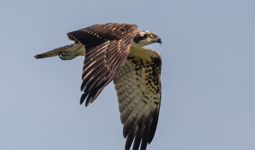 <p>Visarend. (foto: Herman Hendriks)</p>