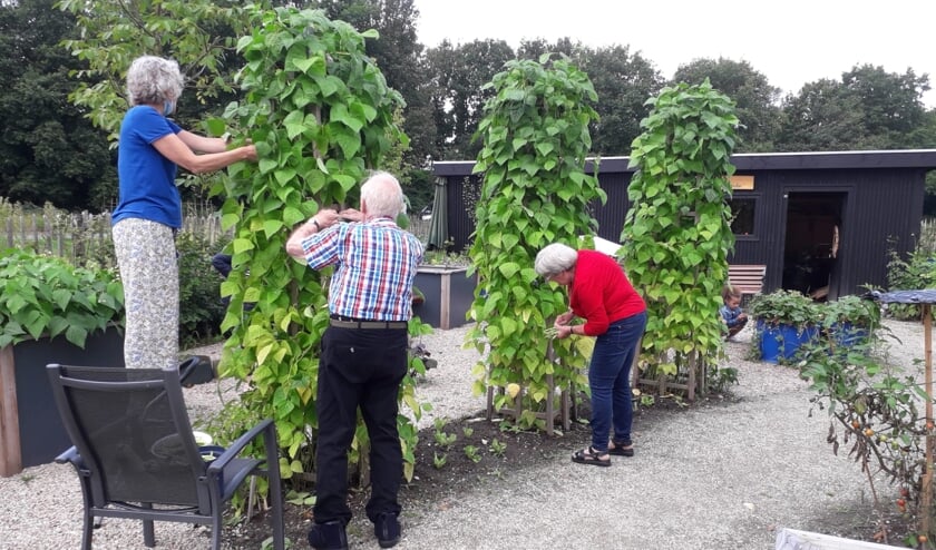 <p>In de moestuin van De Linde worden sperziebonen geplukt door bewoners en medewerkers, (foto: T. de Jong)</p>