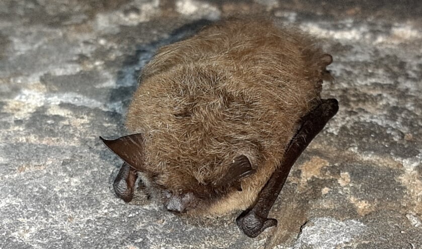 <p>Baardvleermuis. (foto: Hans Huitema)</p>