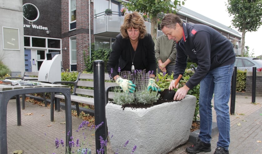 <p>Wethouder Fleuren plant lavendel in de borders in Leuth. (foto: Peter Hendriks)</p>
