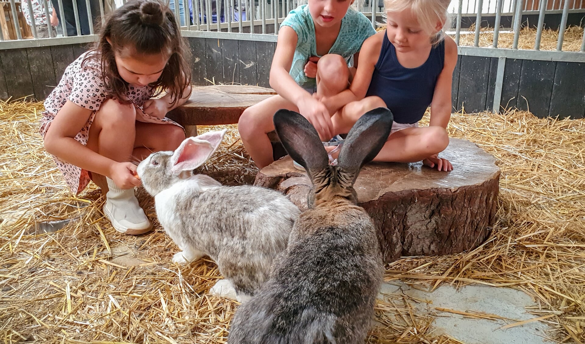 Bezoekertjes in de kinderboerderij Landerij De Park. (foto: Reverse Pixel Photography)